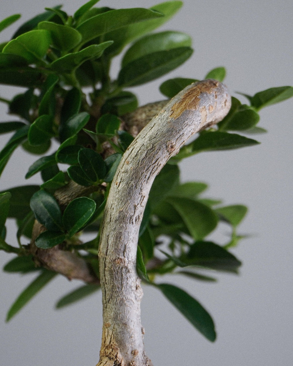 Premna - Bonso