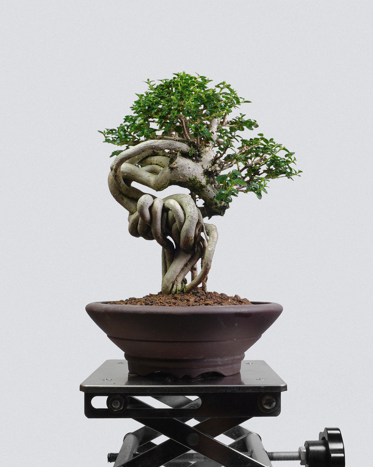 Premna 007