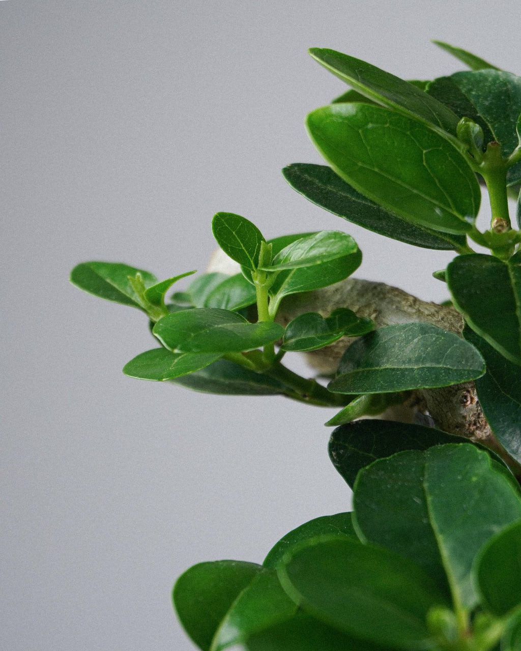 Premna - Bonso