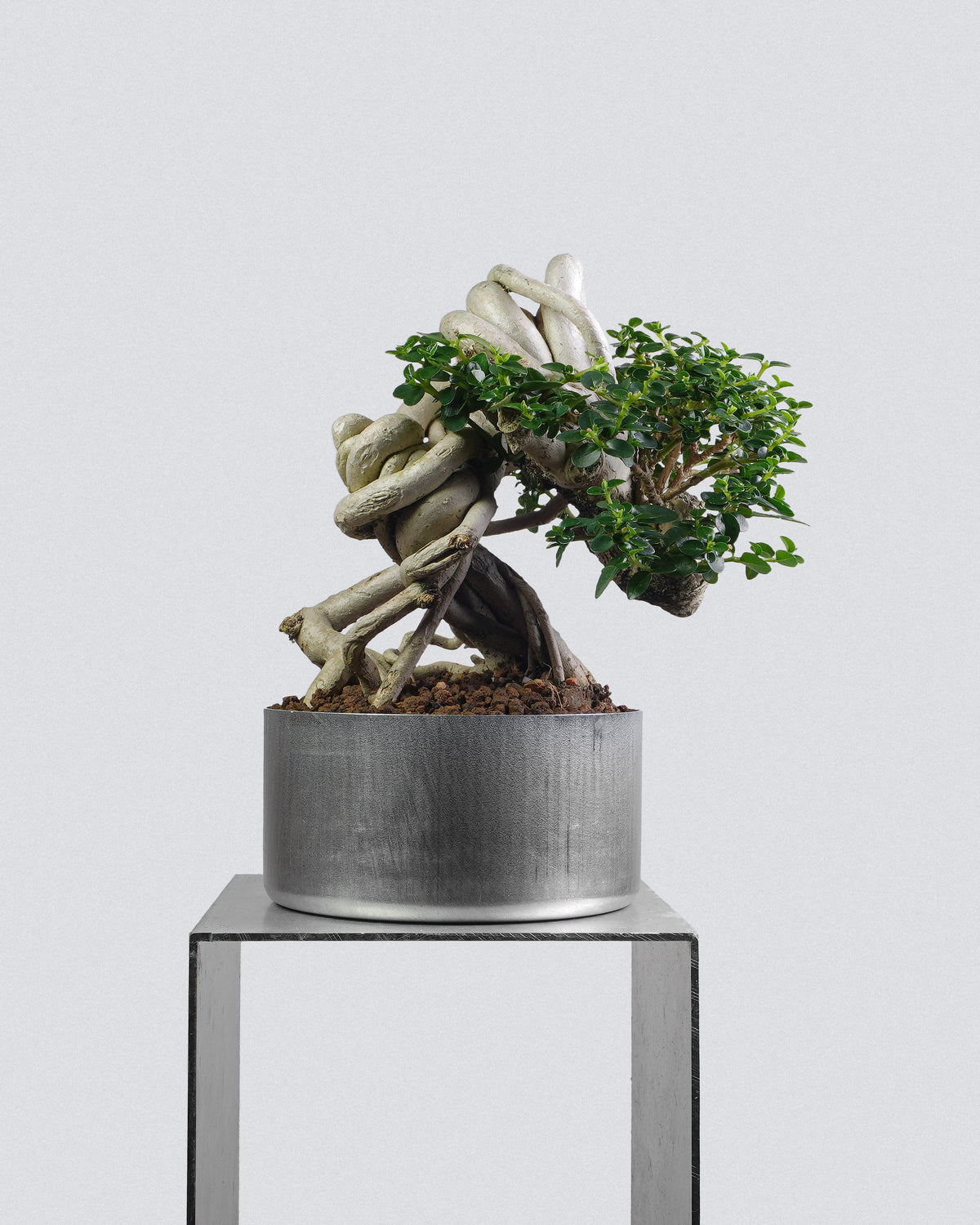 Premna 008