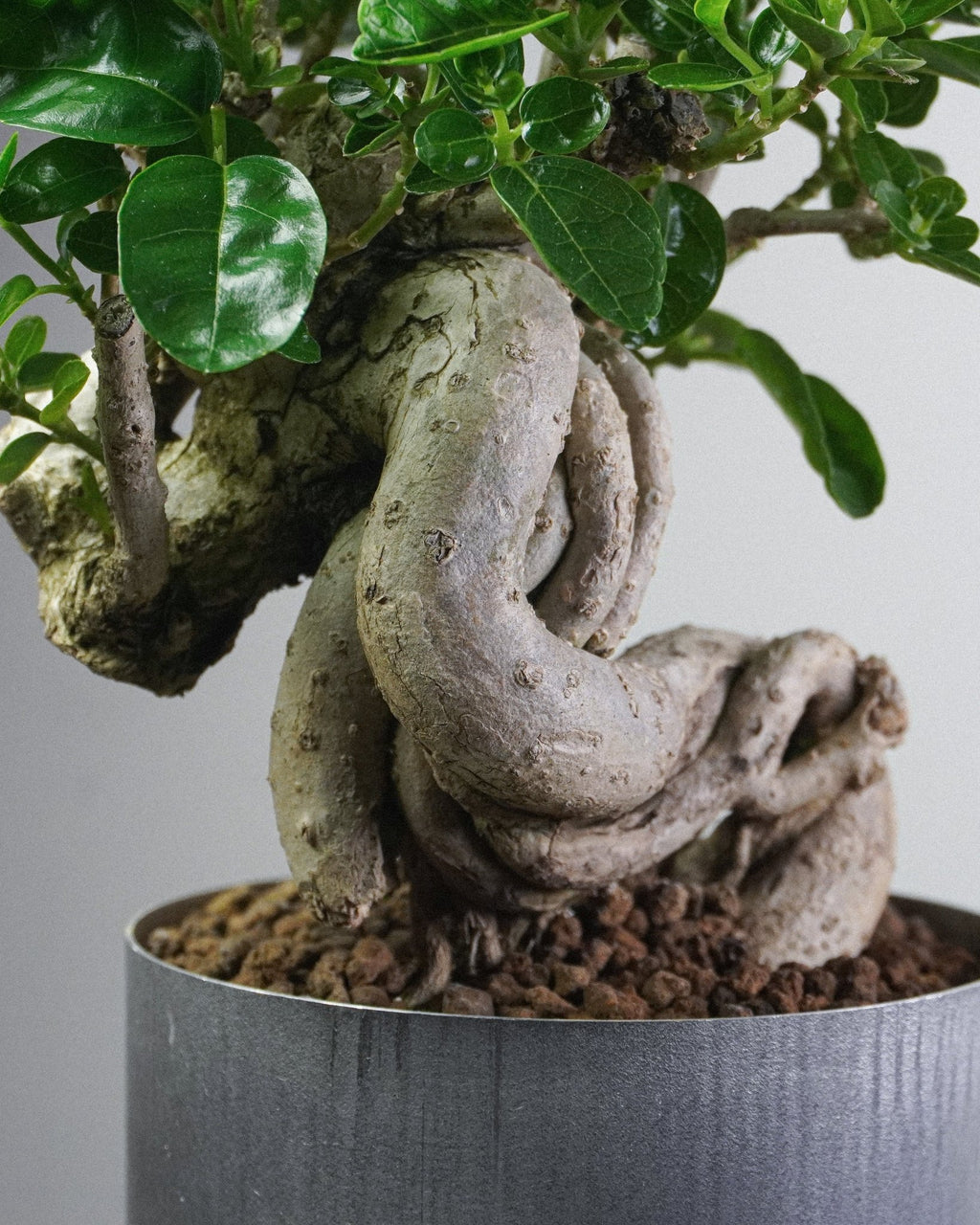 Premna - Bonso