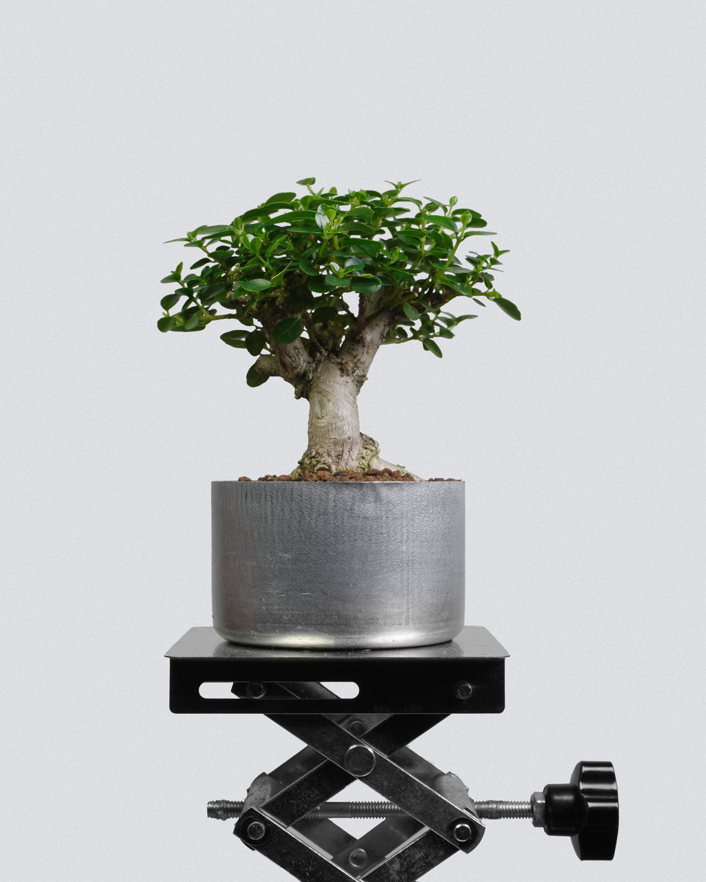 Premna 010