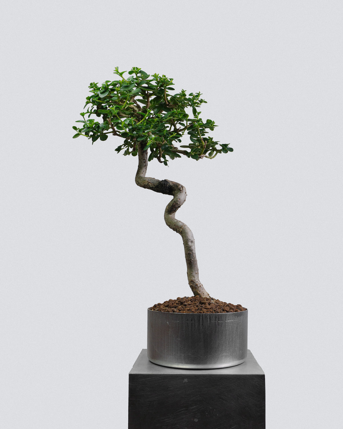 Premna 009