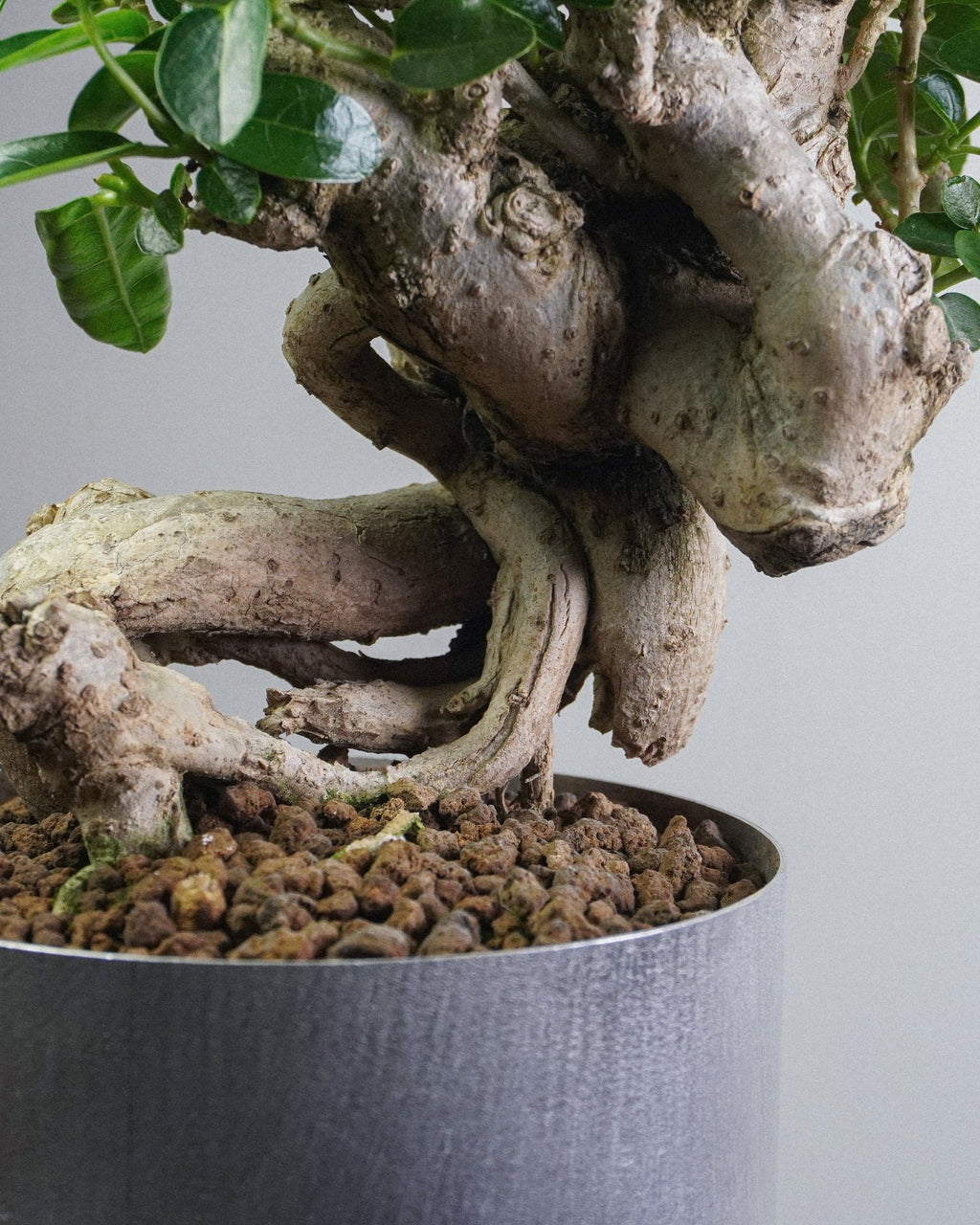 Premna - Bonso