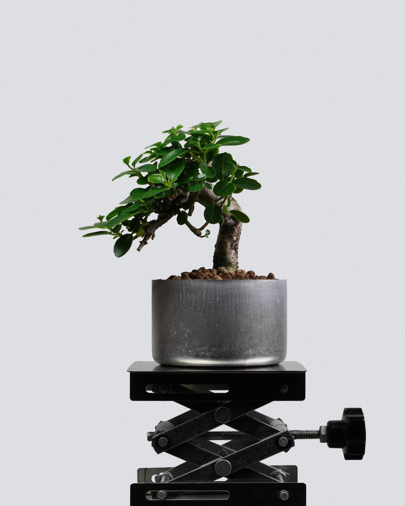 Bonsai – Bonso