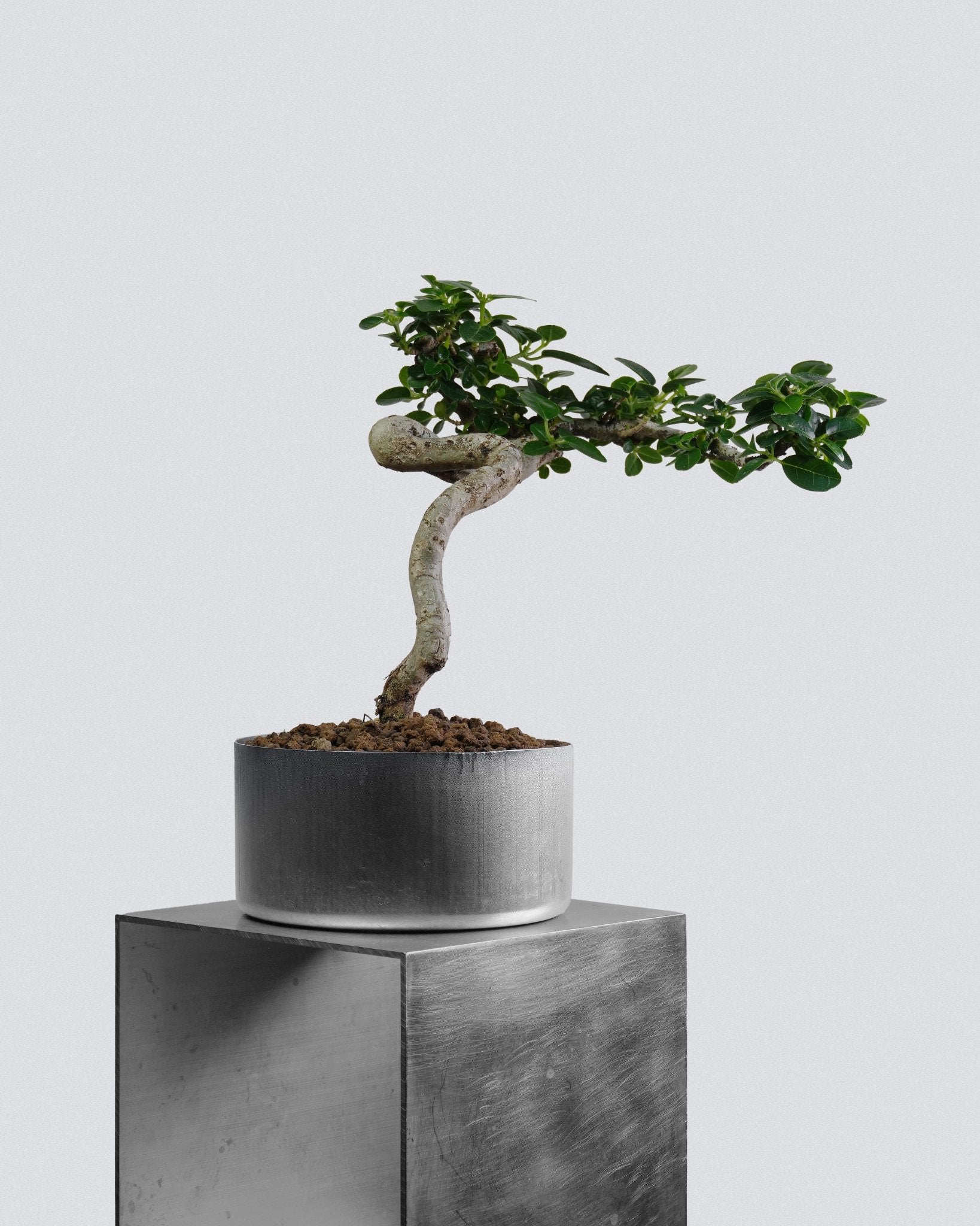 Premna - Bonso