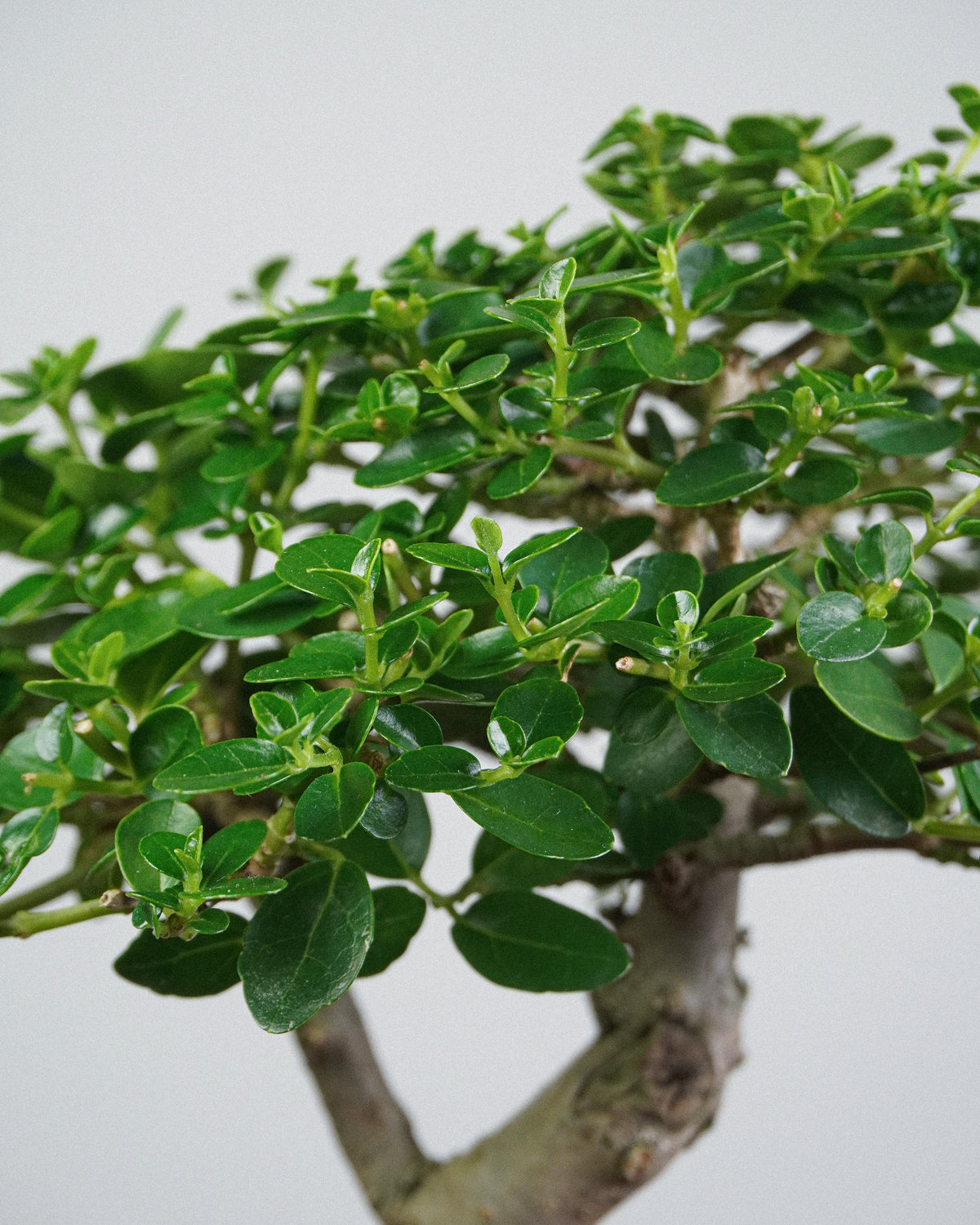 Premna 011