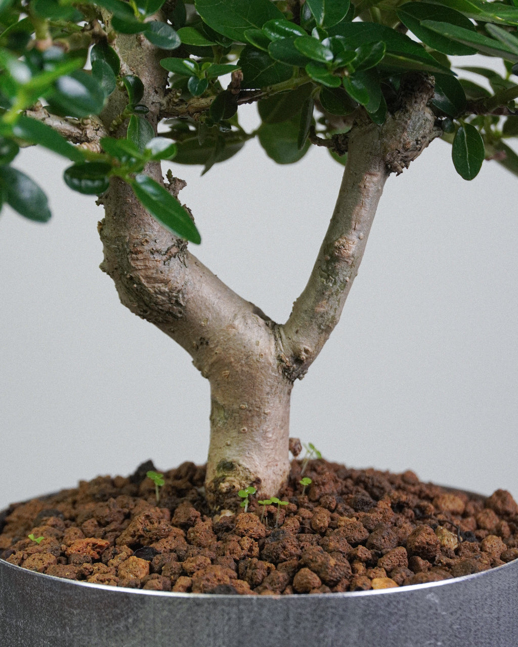 Premna 011