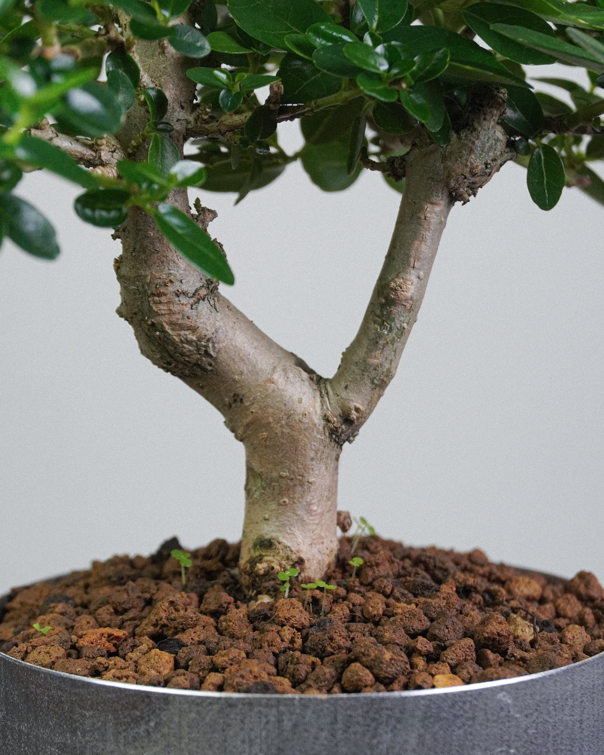 Premna 011