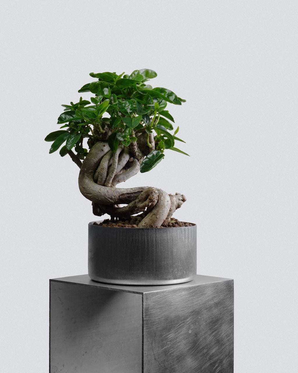 Premna - Bonso