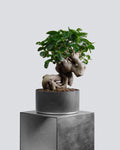 Premna - Bonso