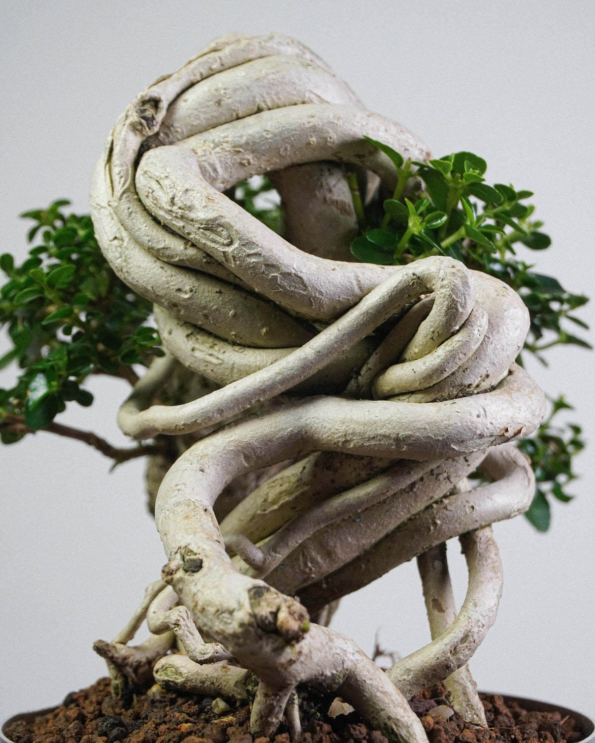 Premna 008