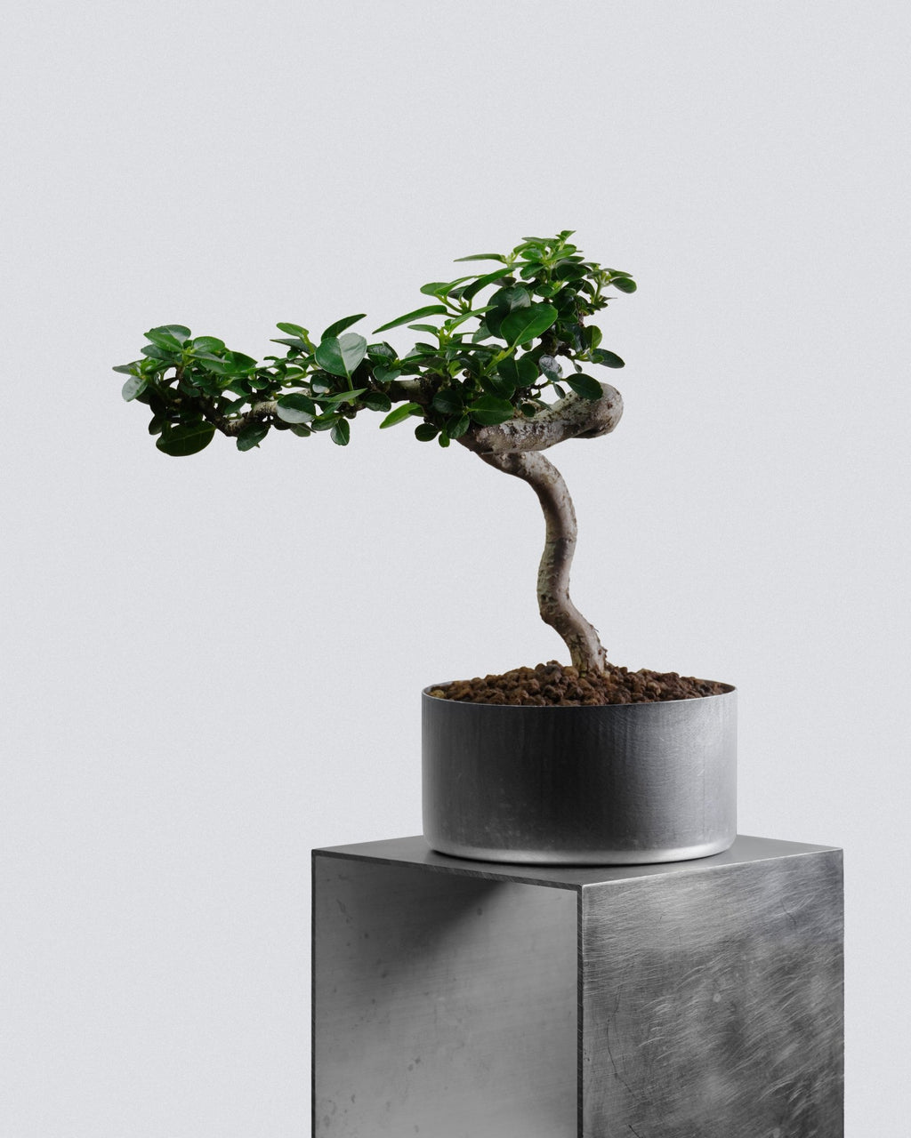 Premna - Bonso