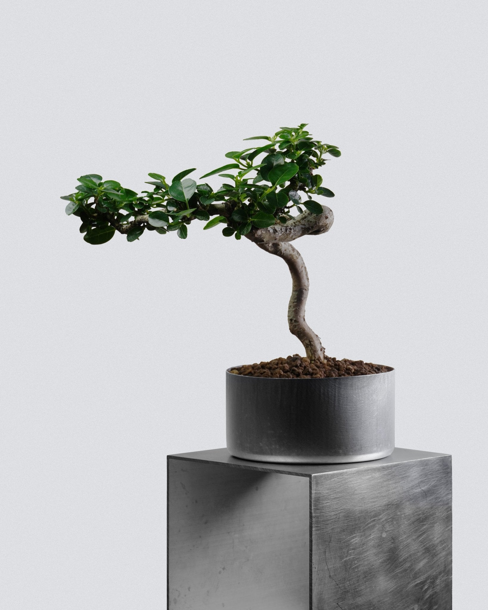 Premna - Bonso