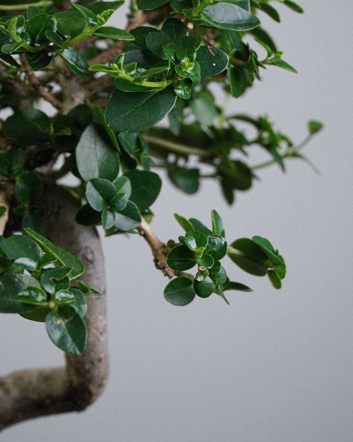 Premna 009