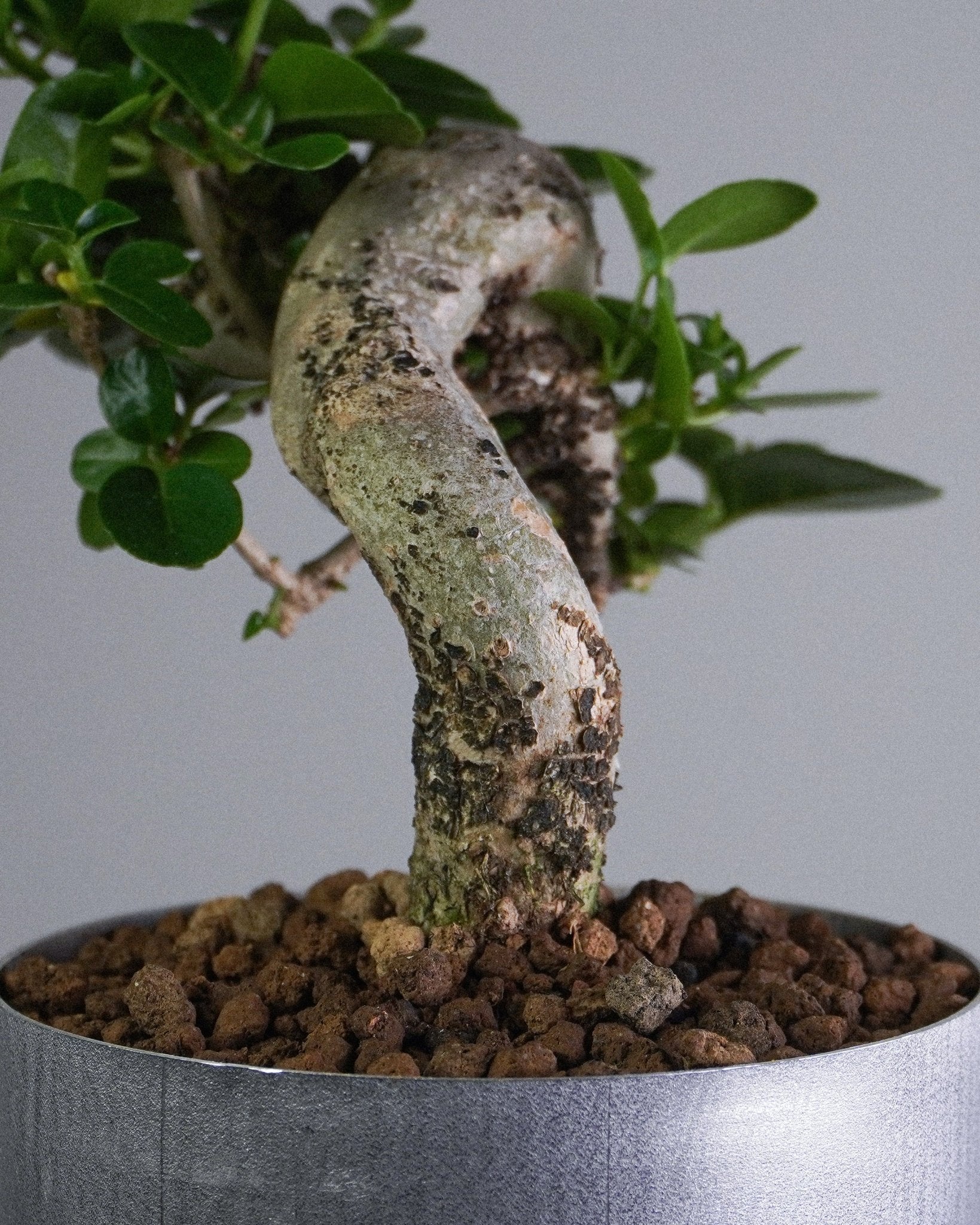 Premna - Bonso