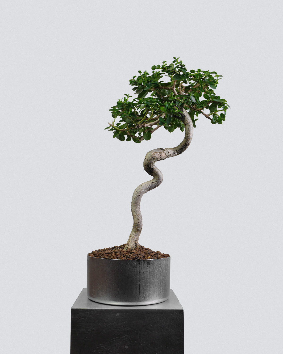 Premna 009