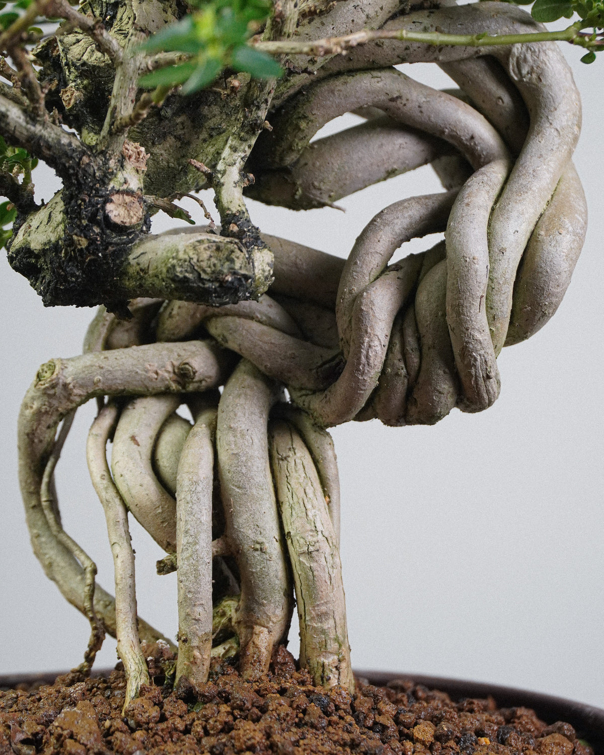 Premna 007
