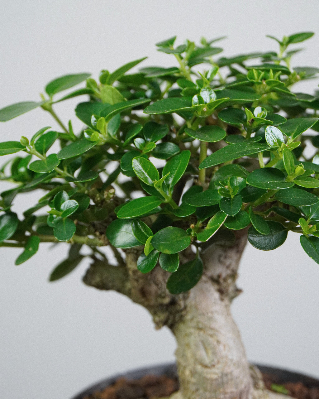 Premna 010
