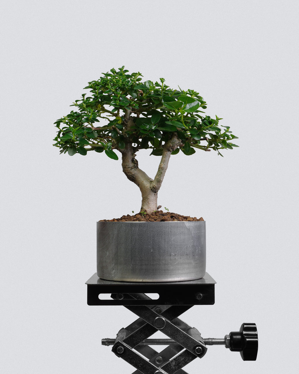 Premna 011