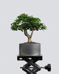 Premna 011