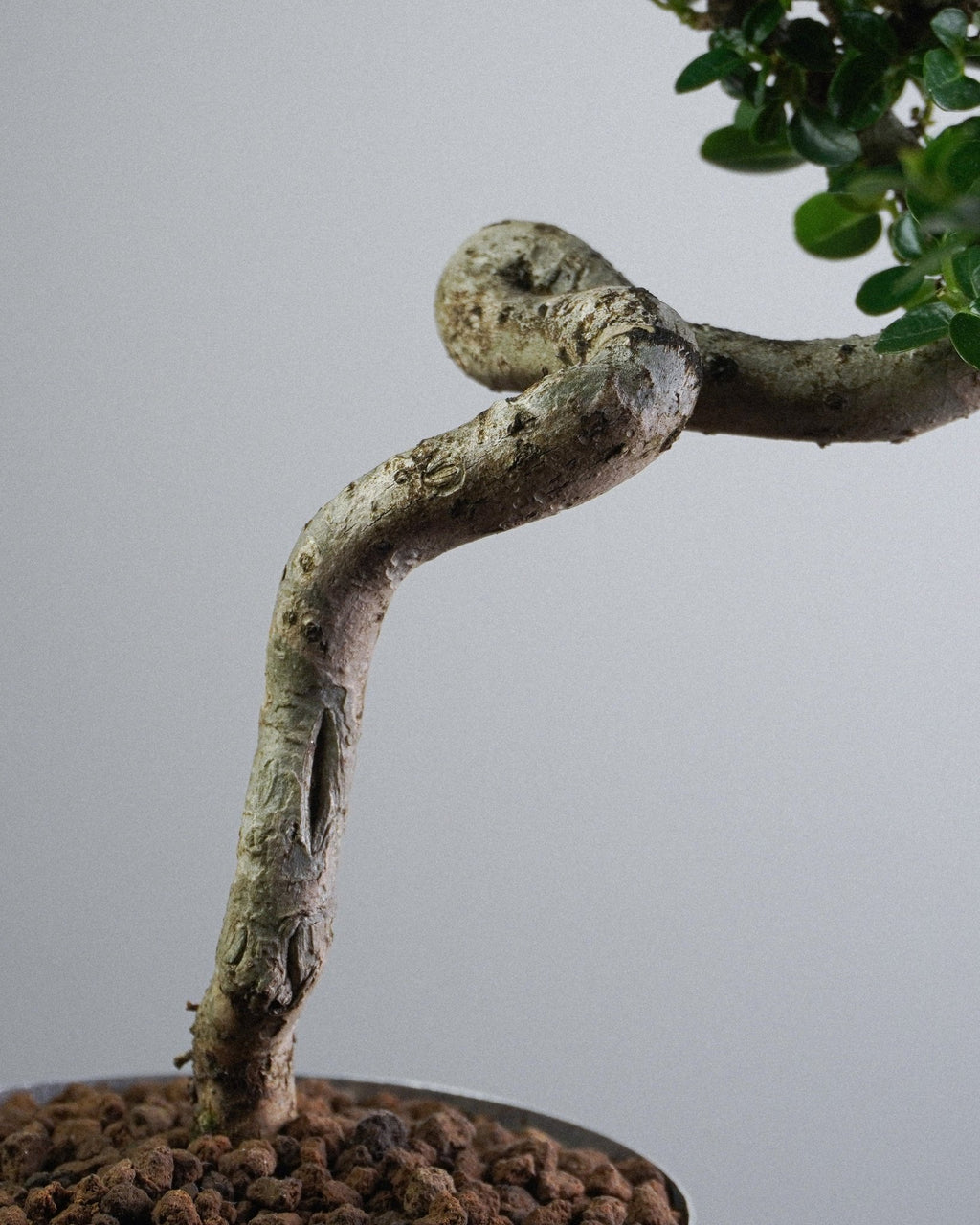 Premna - Bonso
