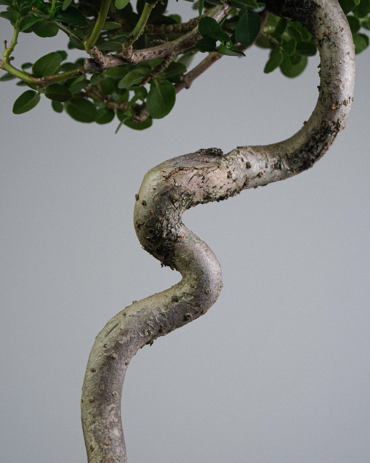 Premna 009