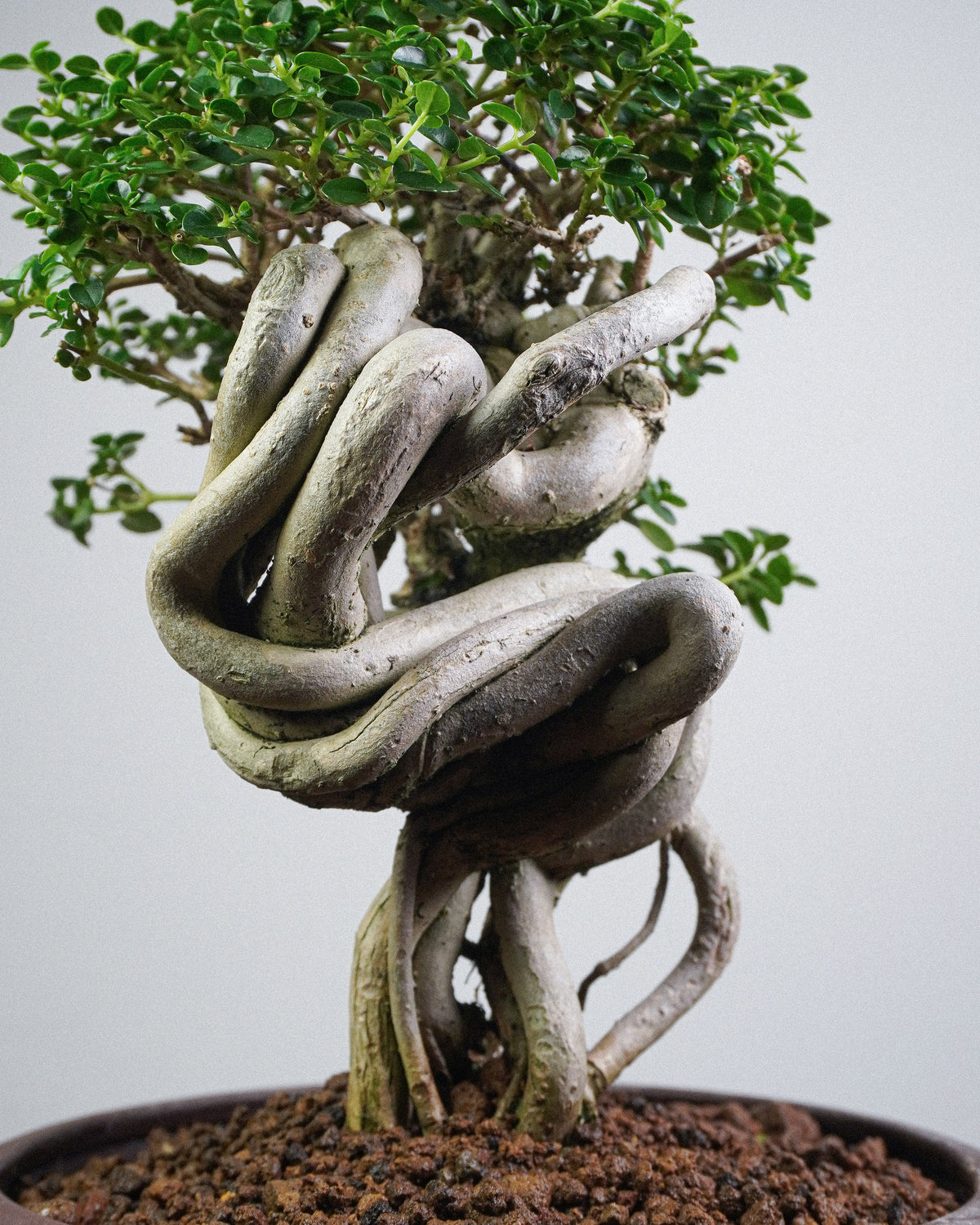 Premna 007