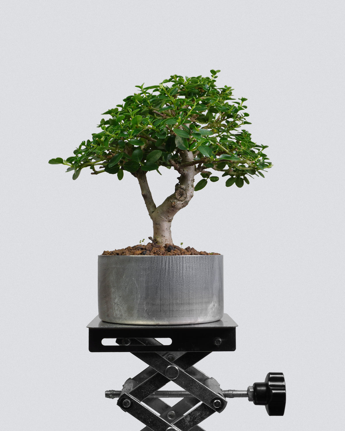 Premna 011