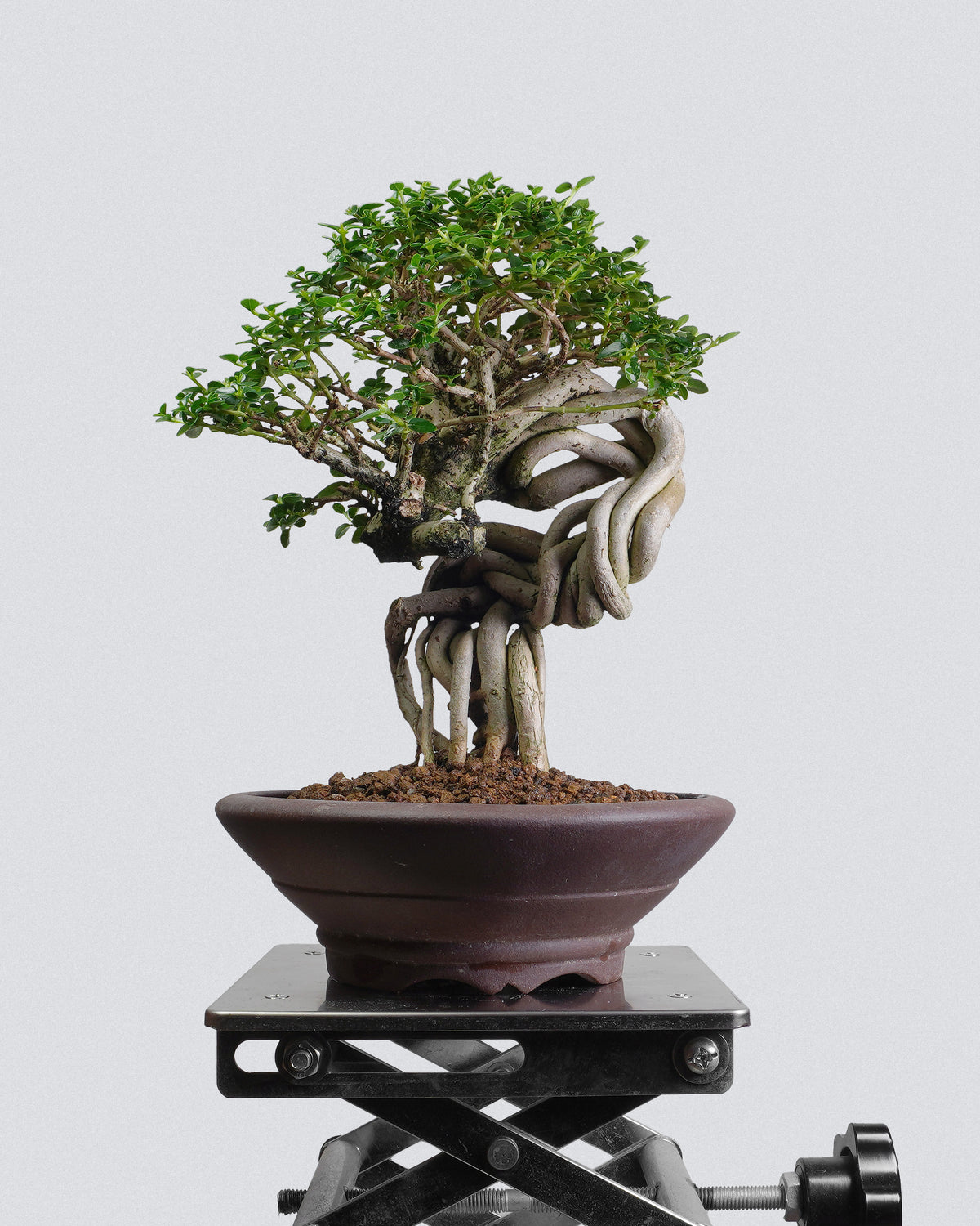Premna 007