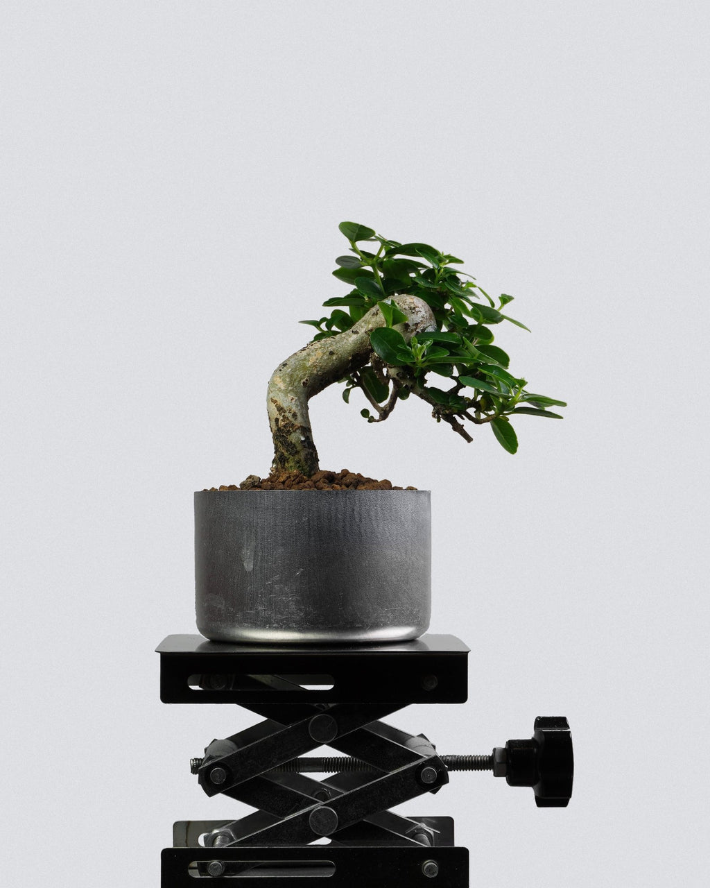 Premna - Bonso