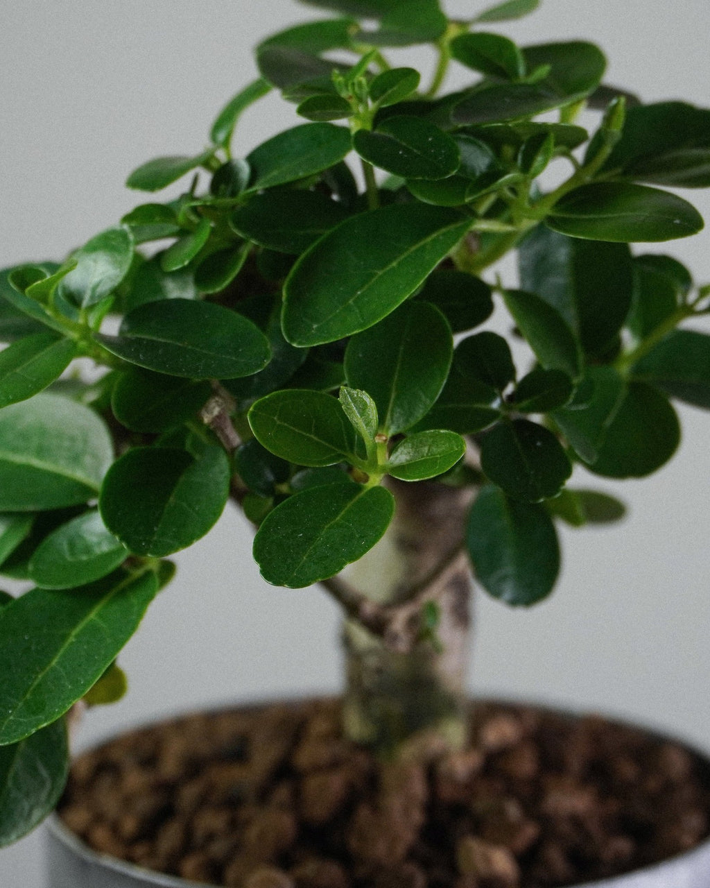Premna - Bonso