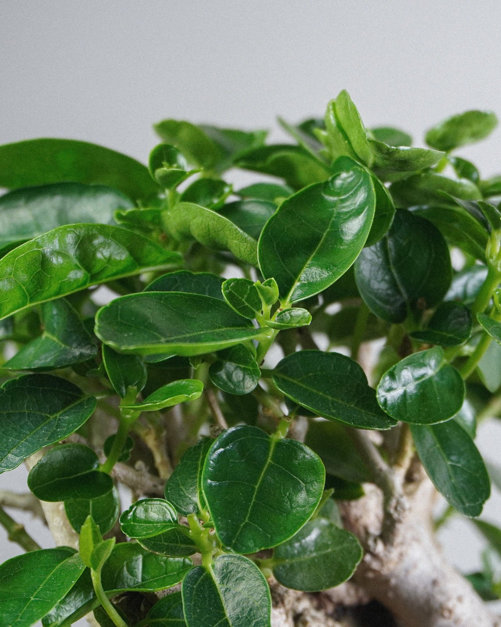 Premna - Bonso