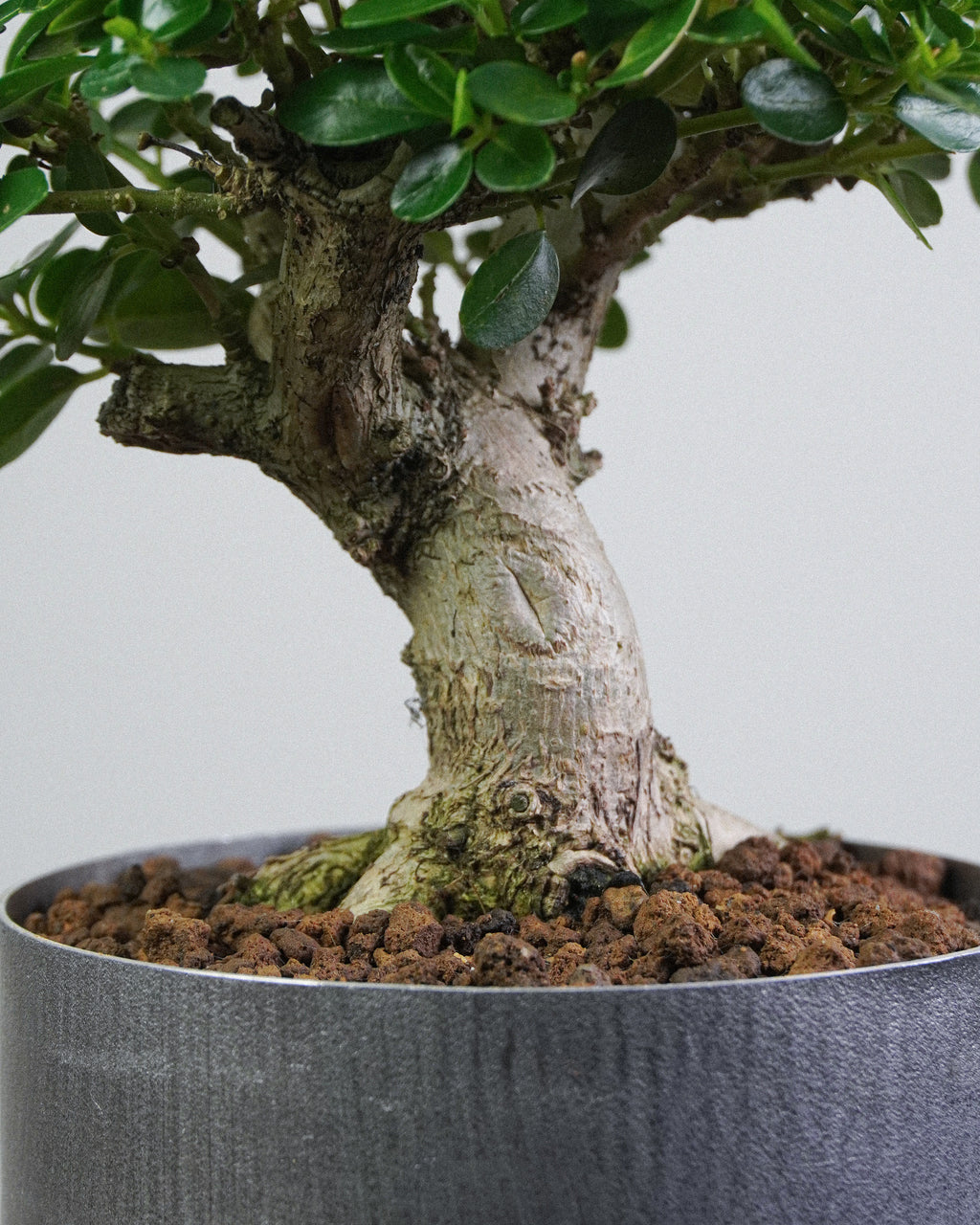 Premna 010