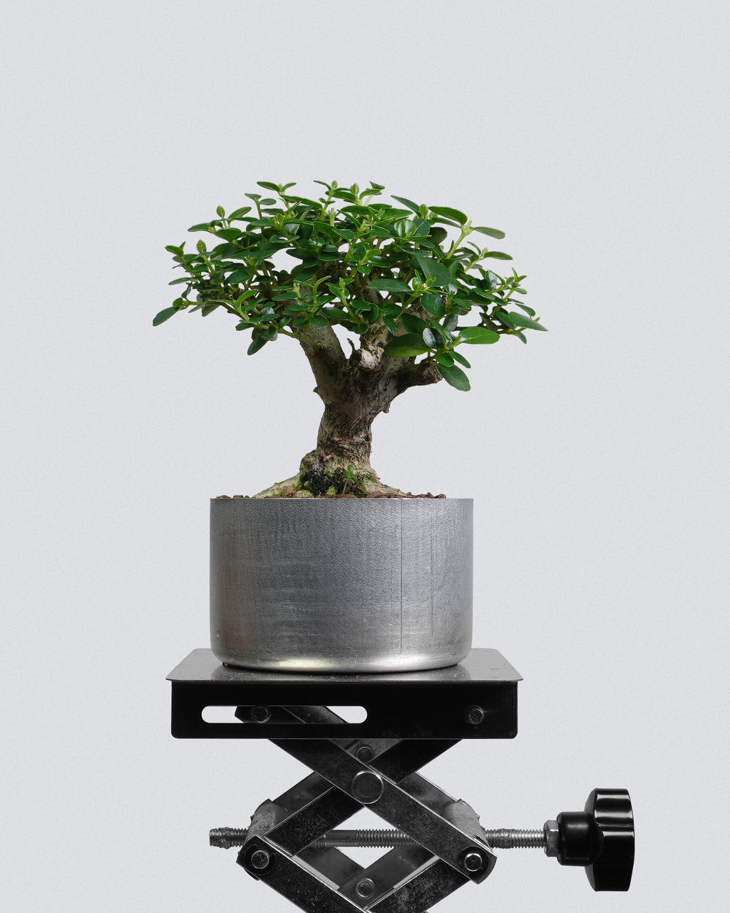Premna 010