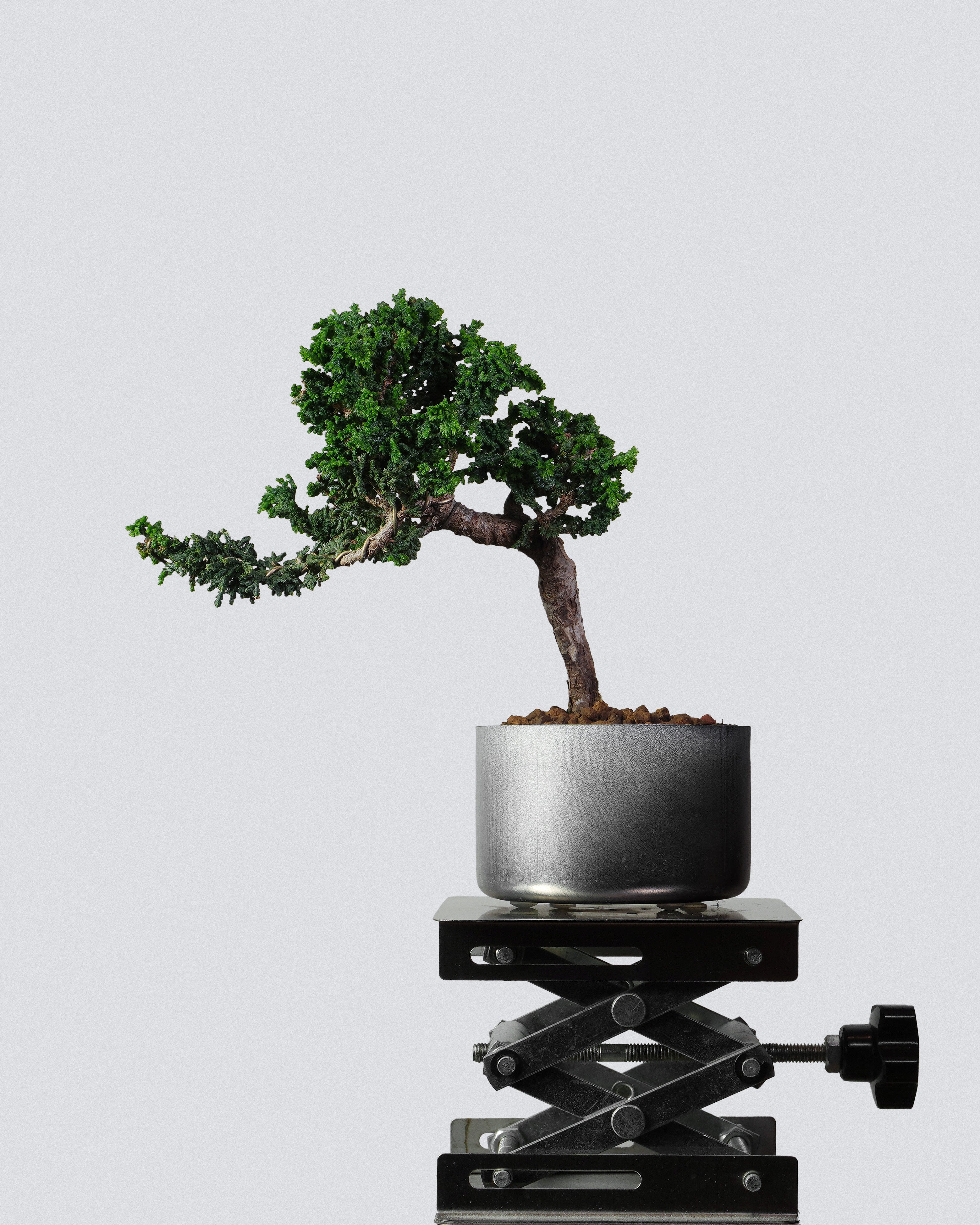 石化檜 Sekka Hinoki Cypress Bonsai 穩定樹勢與茂密層次展示 盆景香港室內植物