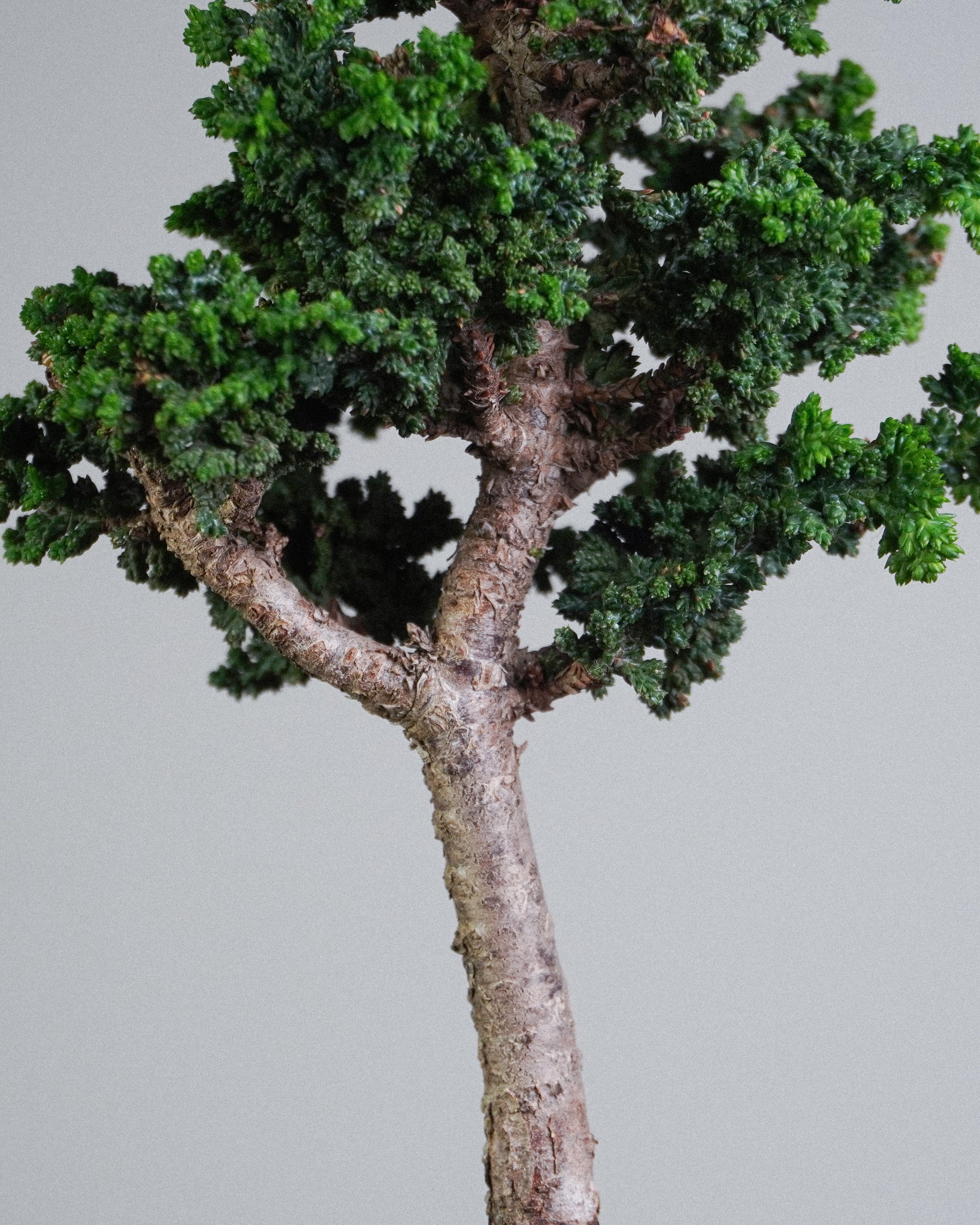 石化檜 Sekka Hinoki Cypress Bonsai 放射狀枝條結構與樹幹質感展示 盆栽香港辦公室植物