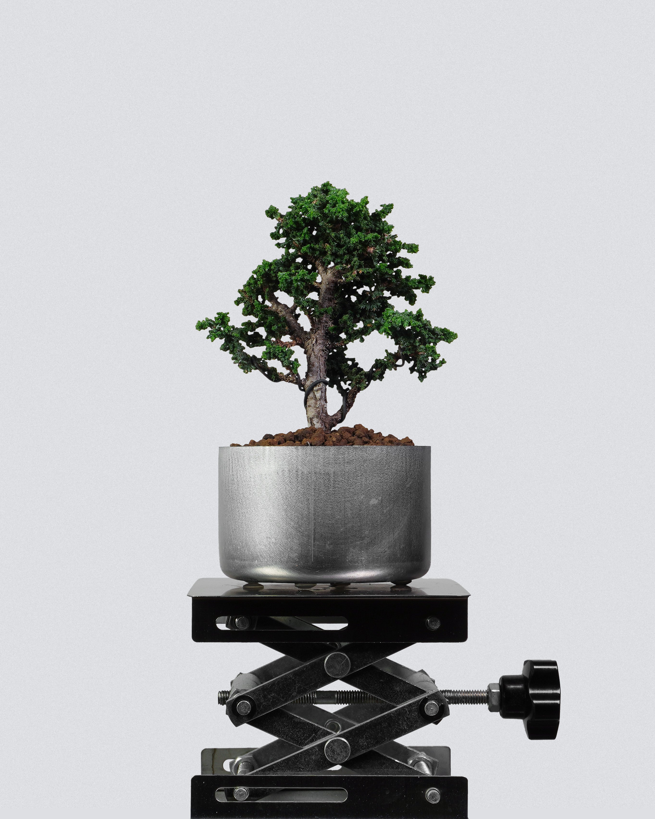 石化檜 Sekka Hinoki Cypress Bonsai 穩定樹冠與茂密層次展示 盆景香港室內植物