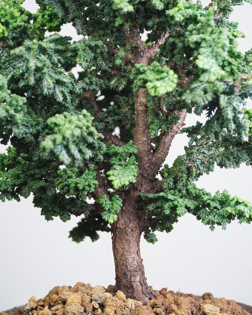 Sekka Hinoki Cypress
