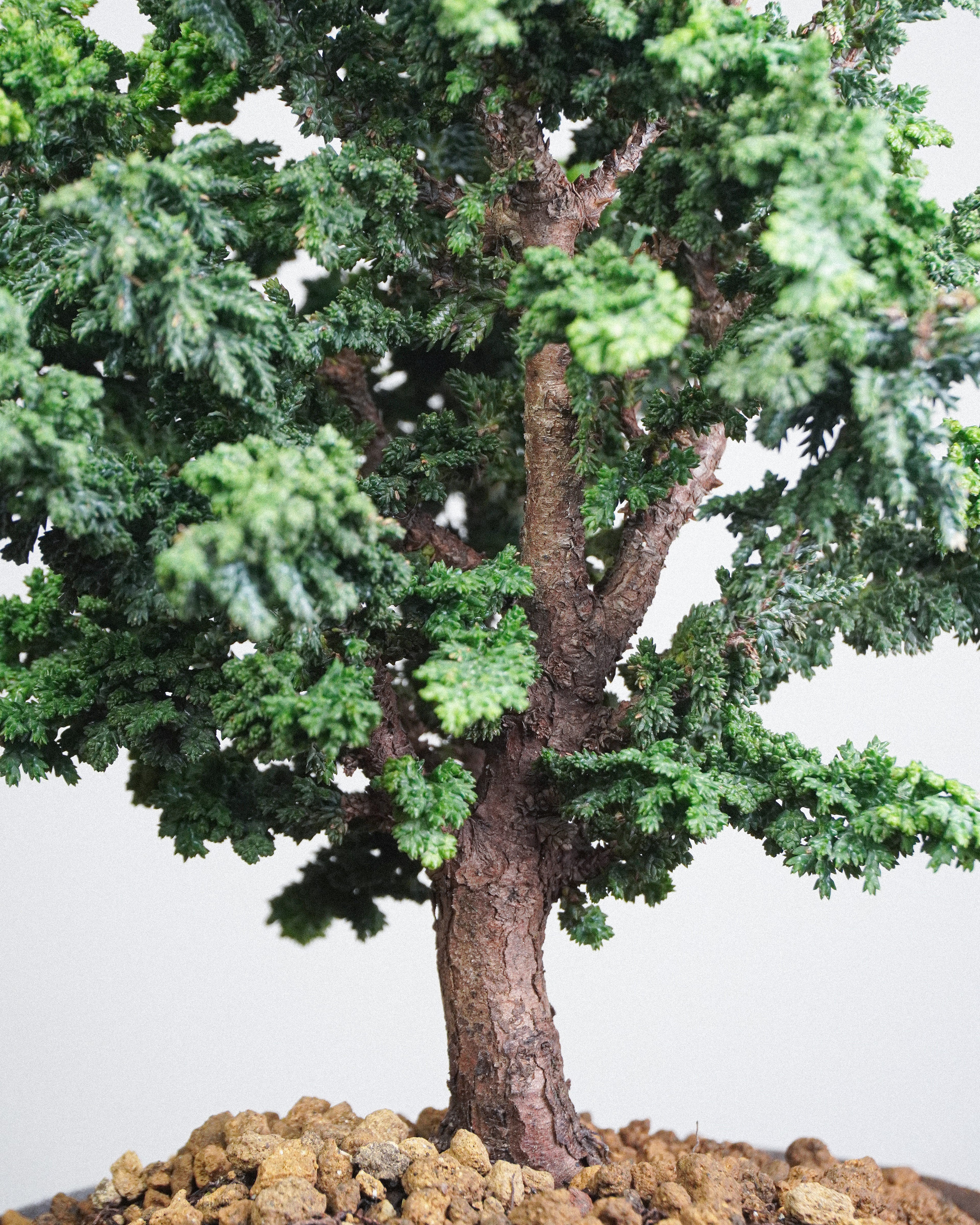 Sekka Hinoki Cypress
