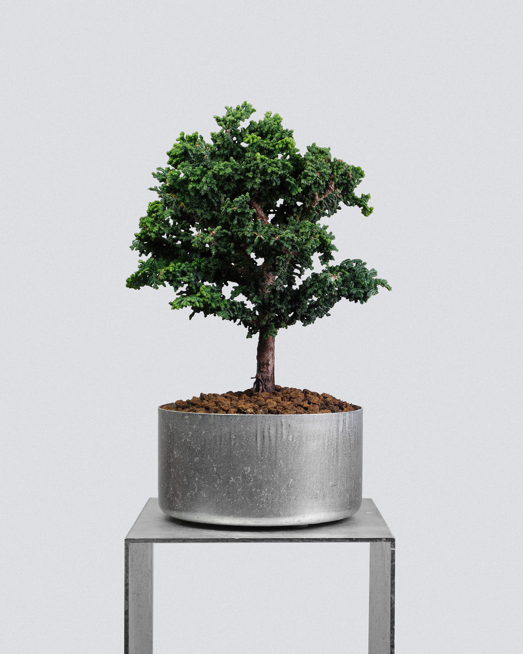 Sekka Hinoki Cypress