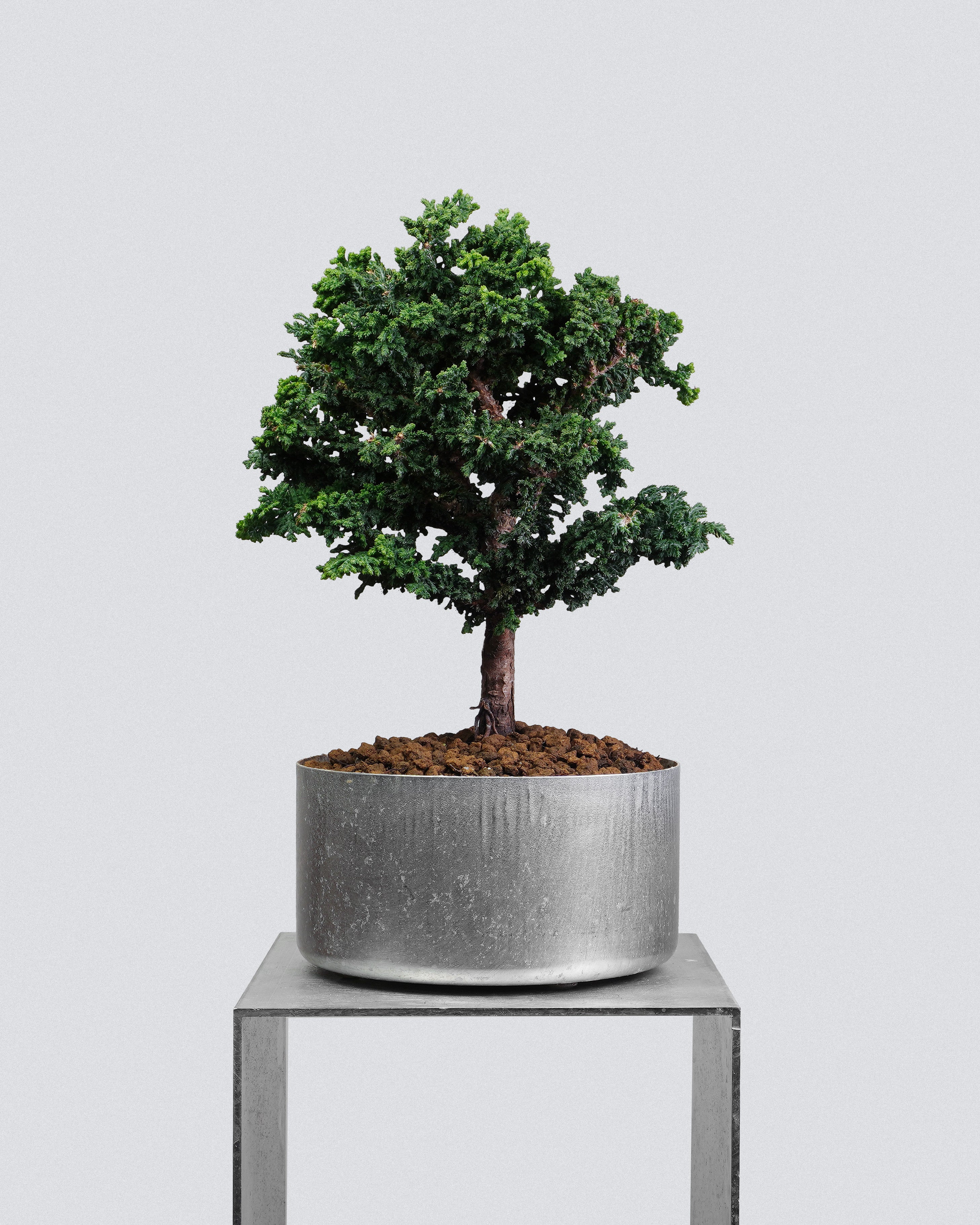 Sekka Hinoki Cypress