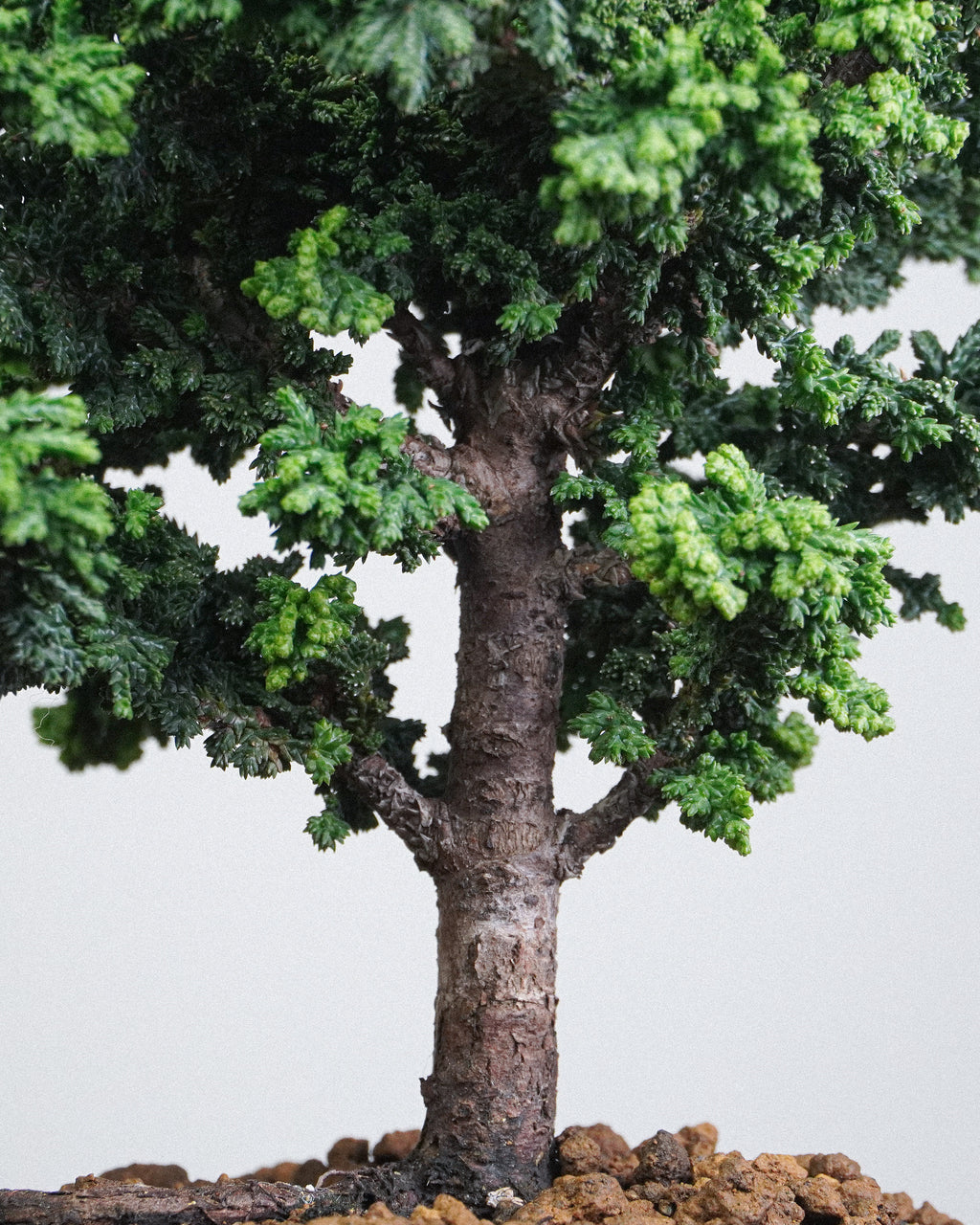 Sekka Hinoki Cypress