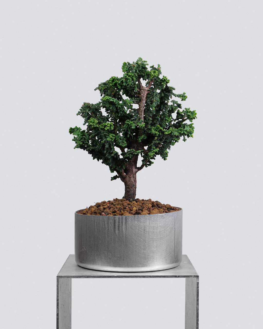 Sekka Hinoki Cypress