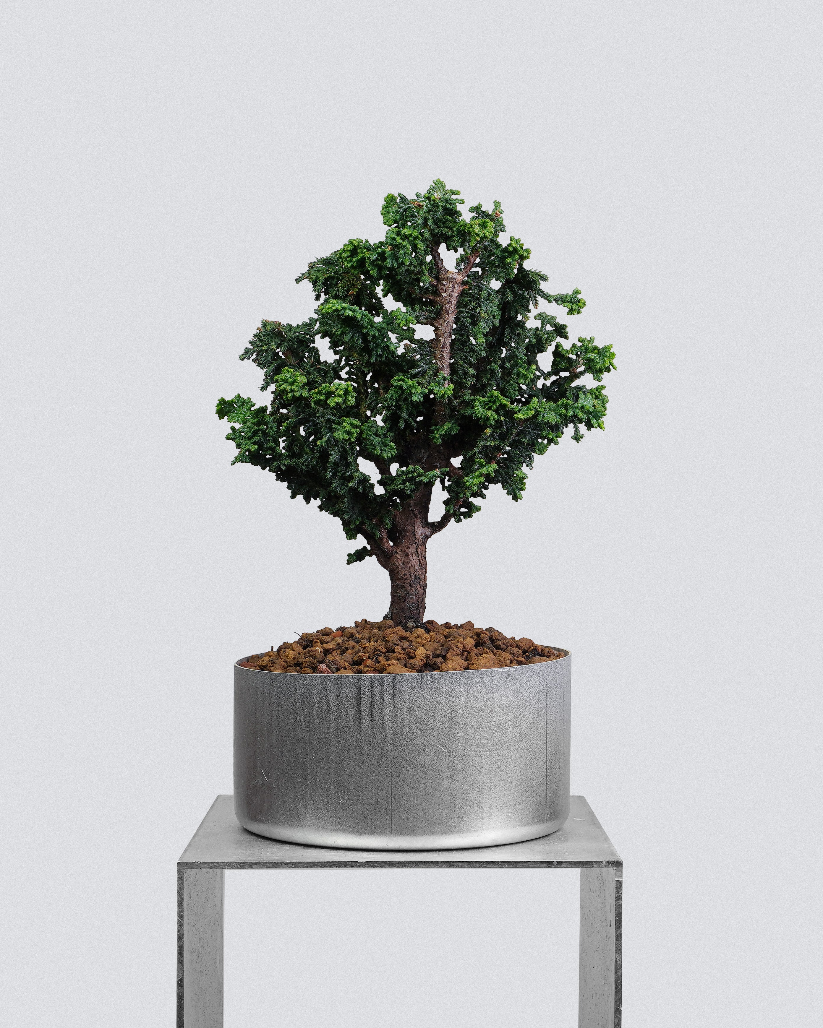 Sekka Hinoki Cypress