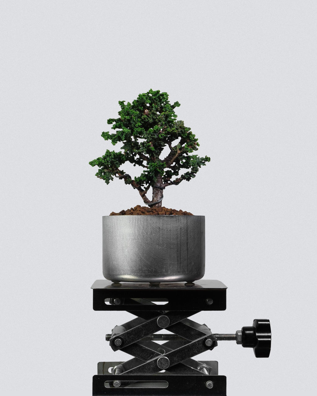 Sekka Hinoki Cypress - Bonso