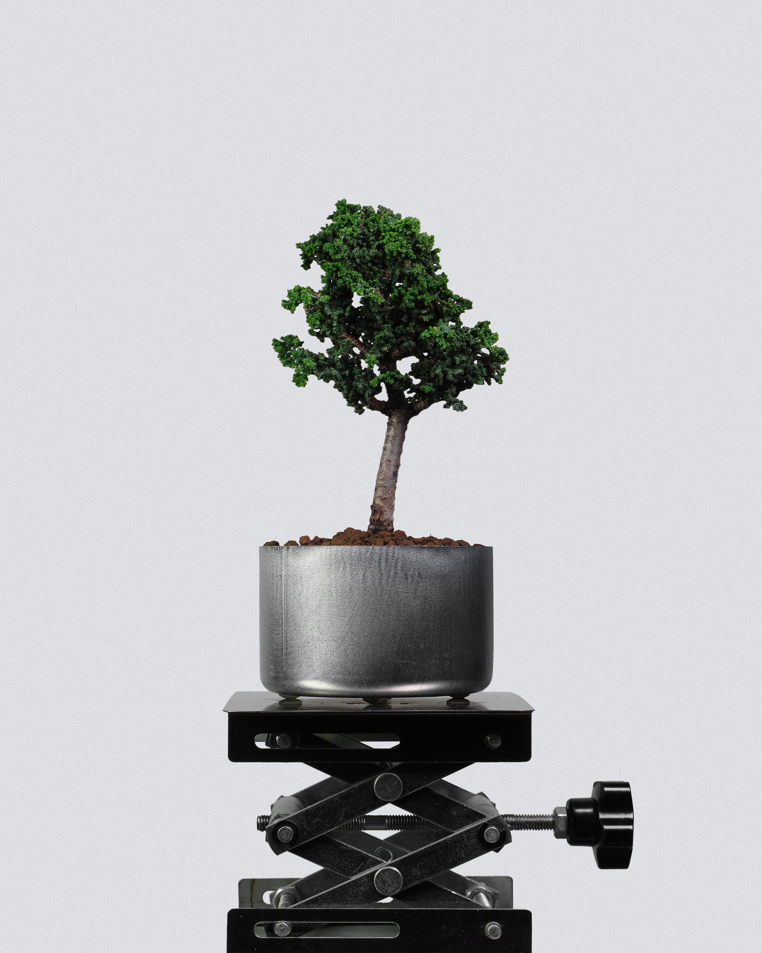 石化檜 Sekka Hinoki Cypress Bonsai 經典直幹樹勢配銀色圓盆 盆景香港辦公室植物