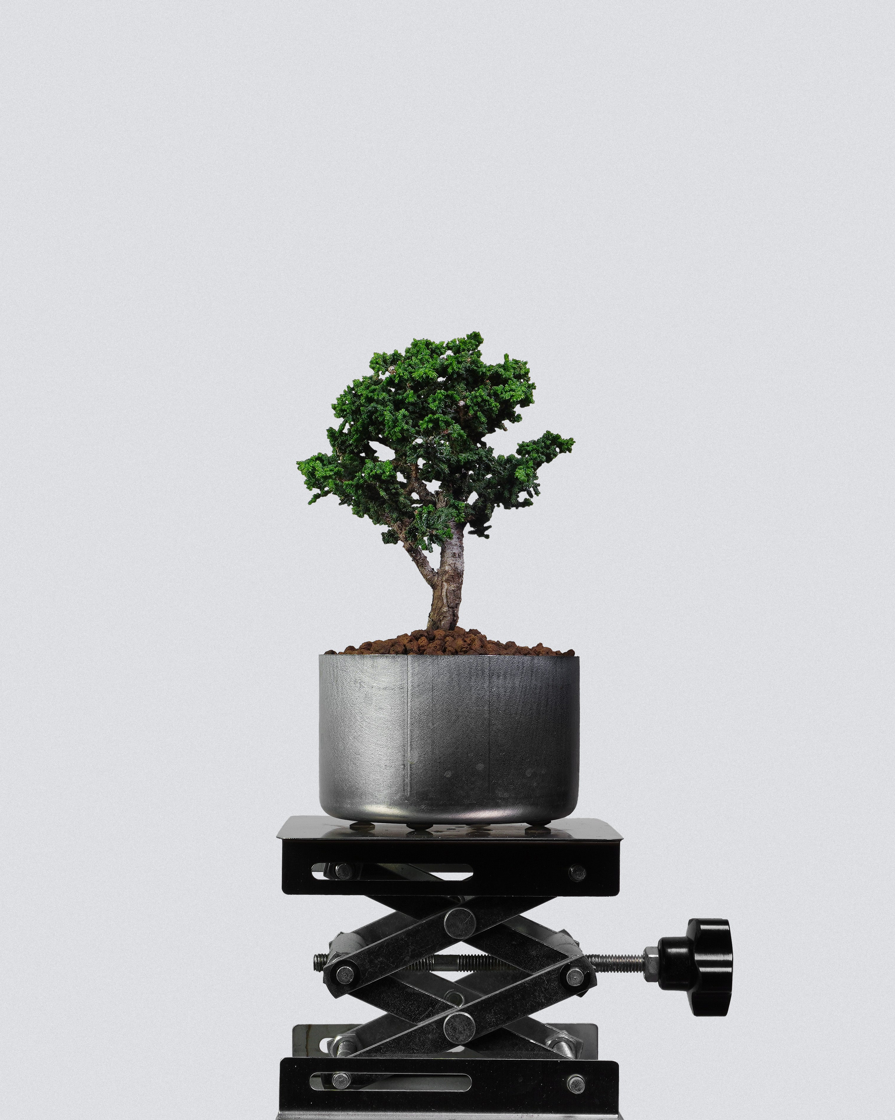 石化檜 Sekka Hinoki Cypress Bonsai S型扭幹造型配銀色圓盆 迷你盆景香港