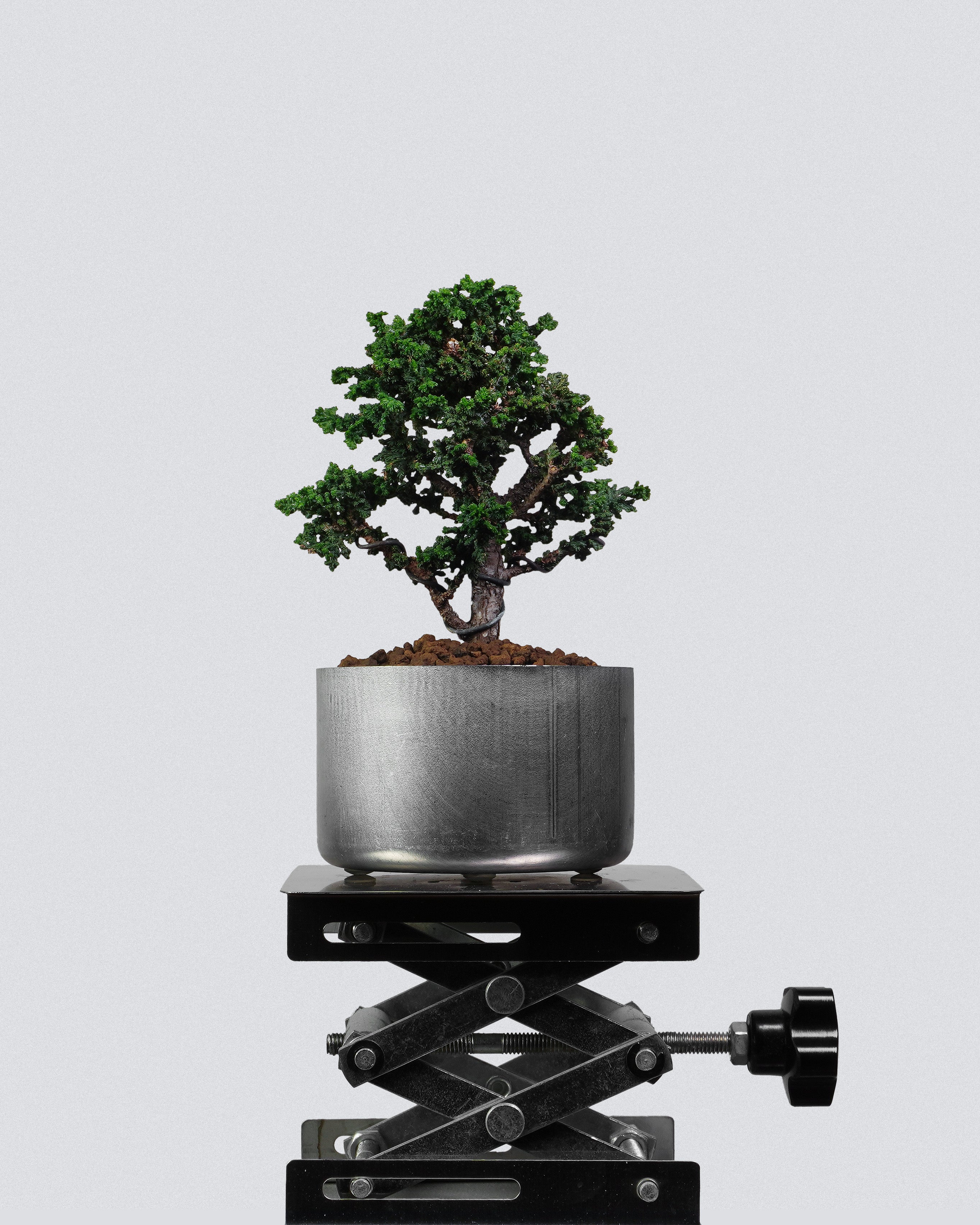 石化檜 Sekka Hinoki Cypress Bonsai 經典直幹樹勢配銀色圓盆 盆景香港辦公室植物
