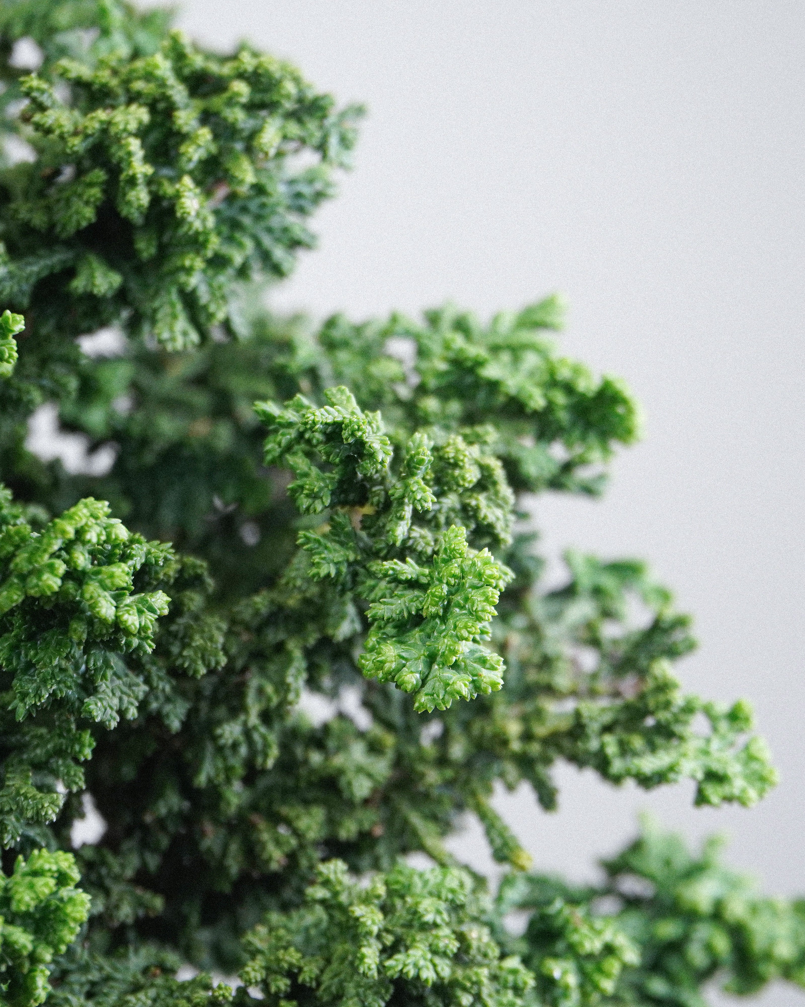 Sekka Hinoki Cypress